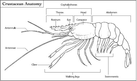 Crustaceans