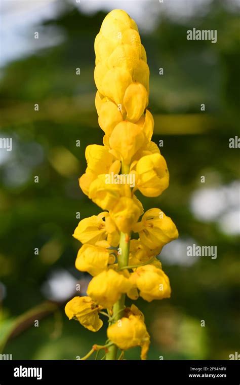 Candle bush flower (Senna alata Stock Photo - Alamy