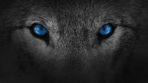 Blue Wolf Eyes Wallpapers - Top Free Blue Wolf Eyes Backgrounds ...