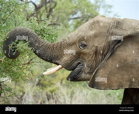 Profile of an elephant eating from a tree, Kruger National Park ...