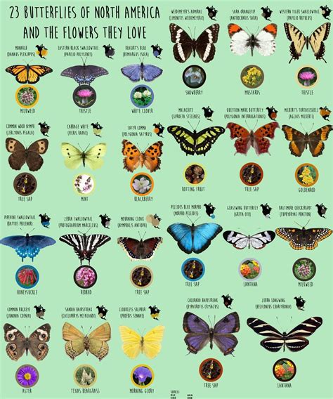 Butterfly species, Butterfly, Species