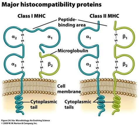 Major Histocompatibility Complex, Antigen Presentation and Diversity ...