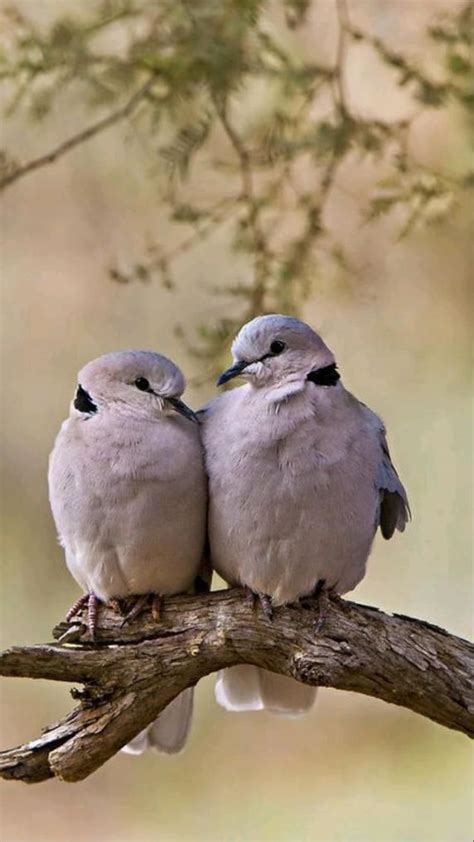 Love Birds Photography