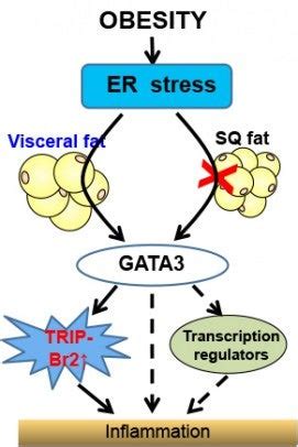 Why is visceral fat worse than subcutaneous fat? | UIC today