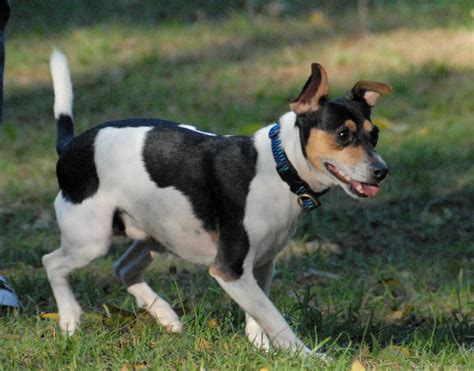 Jack Rat Terrier Info, Temperament, Puppies, Pictures