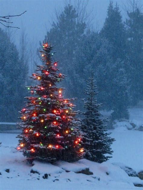 Delightful | Outdoor christmas tree, Christmas scenes, Magical christmas