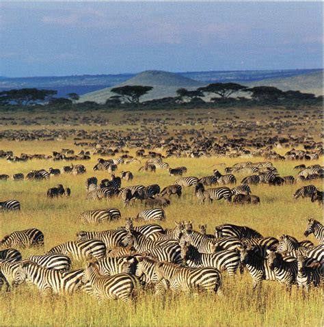 Serengeti National Park | UNESCO-gforpcrossing: Tanzania - Serengeti ...