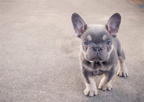 Mini French Bulldog: 10 Cute Facts You Didn't Know | All Things Dogs