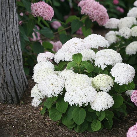 Invincibelle Wee White® - Smooth hydrangea - Hydrangea arborescens ...