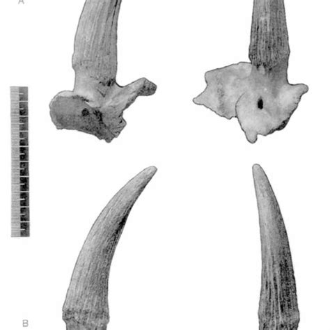 Saiga antelope ( Saiga tatarica ) horns with attached cranial bones ...