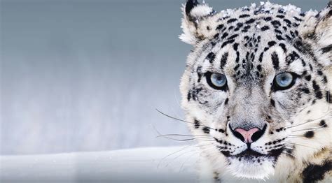 3840x2130 snow leopard 4k wallpaper for desktop hd | Snow leopard ...