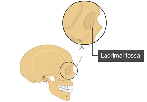 Lacrimal Bone Anatomy | GetBodySmart