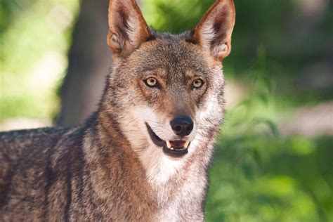 American Red Wolves - Endangered Wolf Center