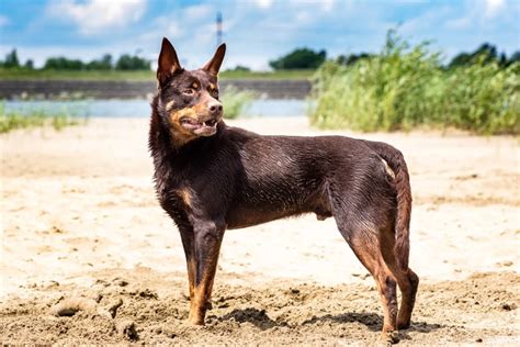 5 Australian Kelpie Breeders The Australians Would Be Proud Of