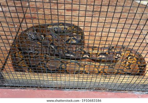 1,494 Snake Cage Images, Stock Photos & Vectors | Shutterstock