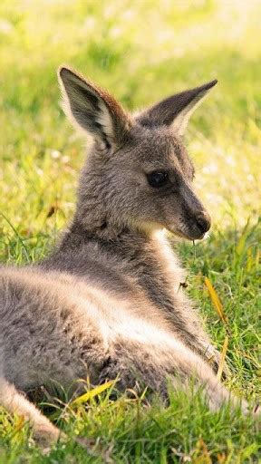 🔥 [40+] Baby Kangaroo Wallpapers | WallpaperSafari