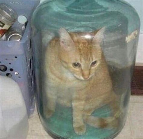 Cat in a jar. Stats in comments : r/ItemShop