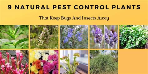 9 Natural Pest Control Plants That Keep Bugs and Insects Away