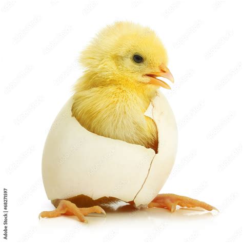 Cute little chicken coming out of a white egg Stock Photo | Adobe Stock