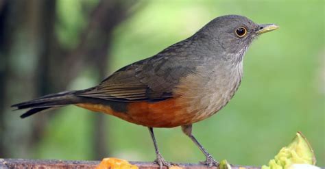 Thrush - A-Z Animals