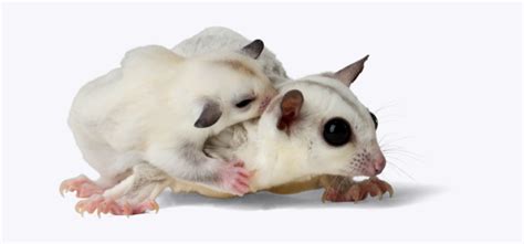 Leucistic Sugar Glider: A Unique Pet Experience | Own Your Pet