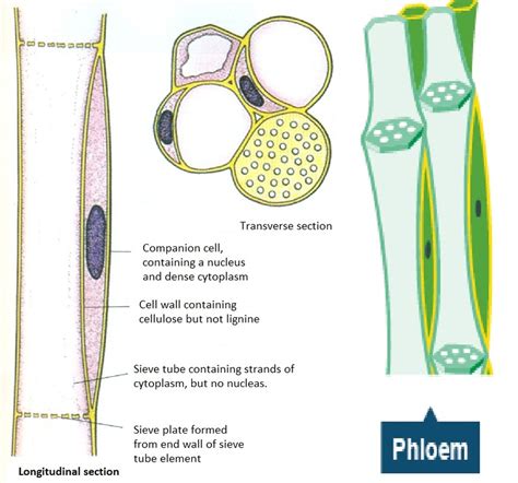 Functions of xylem and phloem - Biology Notes for IGCSE 2014