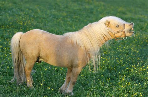 Small But Mighty – The 5 Smallest Horse Breeds In The World