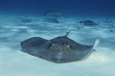 Living Rootless: Letters from Matt #3: Tulum, Mexico: Stung by Stingray!