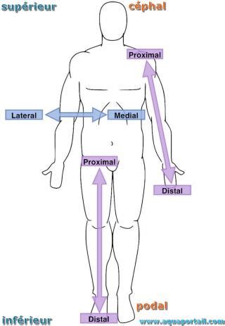 Proximal : définition et explications