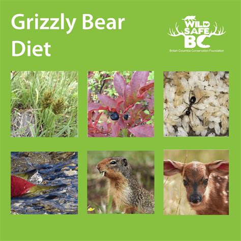 grizzly-bear-diet-poster-wildsafebc-min – WildsafeBC