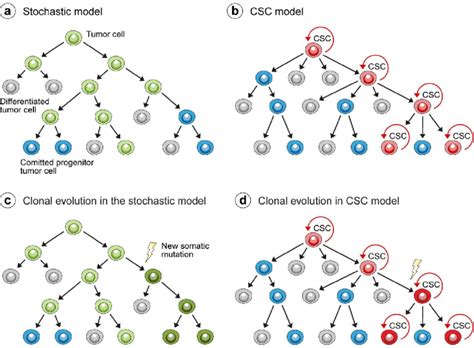 Tumor growth models. (a) In the stochastic model of tumor growth, all ...