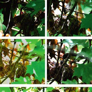 (a) View of the Cerulean Warbler-Black-throated Blue Warbler nest in ...