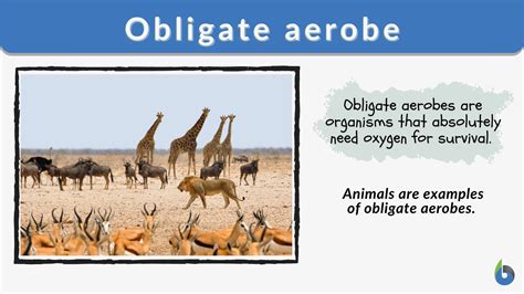 Obligate aerobe - Definition and Examples - Biology Online Dictionary