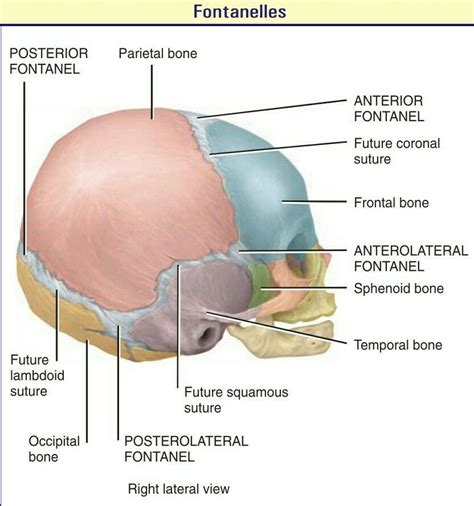 Fontanelles | Human anatomy and physiology, Anatomy bones, Body bones