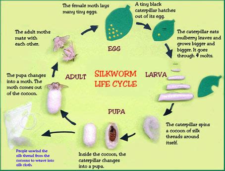 explain the life cycle of silk worm Science Fibre to Fabric - 1837 ...