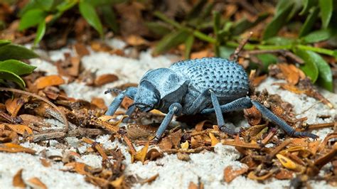 Blue Death Feigning Beetle: An Overview of Classification, Anatomy ...