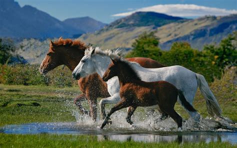 Loving Horses Wallpapers - Entertainment Only