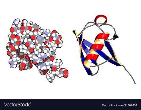 Ubiquitin protein molecule chemical structure Vector Image