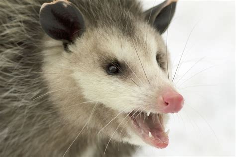 Virginia opossum | Description, Habitat, & Facts | Britannica