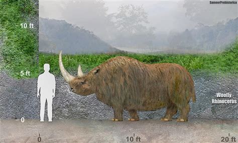 Woolly Rhinoceros by SameerPrehistorica on DeviantArt