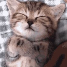 Cat Sleep GIF – Cat Sleep — Descubra e partilhe GIFs