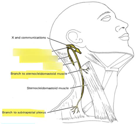 Cranial Nerve XI (Accessory Nerve) Diagram | Quizlet