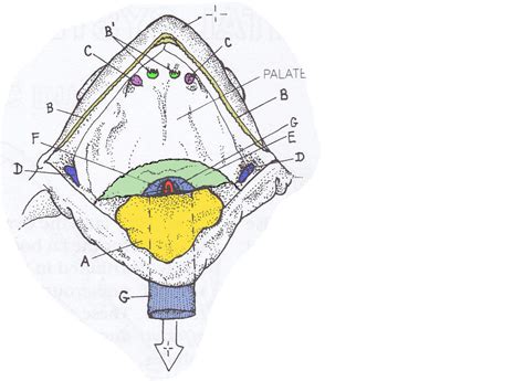 Frog Mouth Parts Diagram | Quizlet