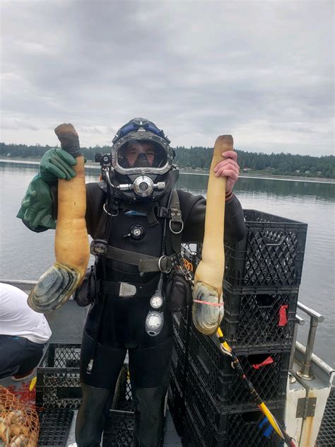 Geoduck from the Puget Sound (WA) : scuba