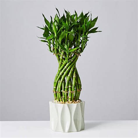 Office Desk Plants | Easy Office Plants | Plants.com