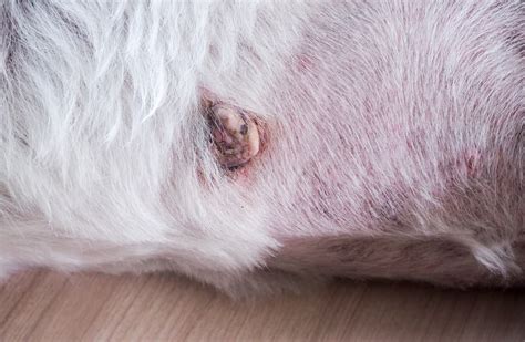 Dog Skin Cancer: Types, Signs, and Treatment | Great Pet Care