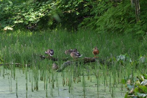 Free Images : nature, swamp, bird, summer, wildlife, fauna, birds ...