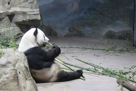 Giant Panda at the National Zoo eating some delicious bamboo : r/aww