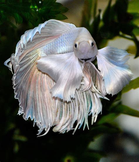 Pin by Tania Kidd on Bettas ARE Splendid! | Betta fish, Betta fish tank ...