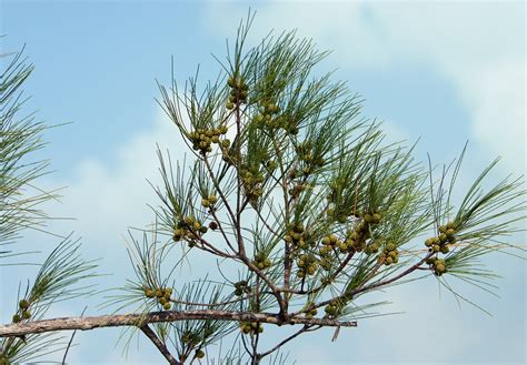 Casuarina equisetifolia - Bonsai BCI